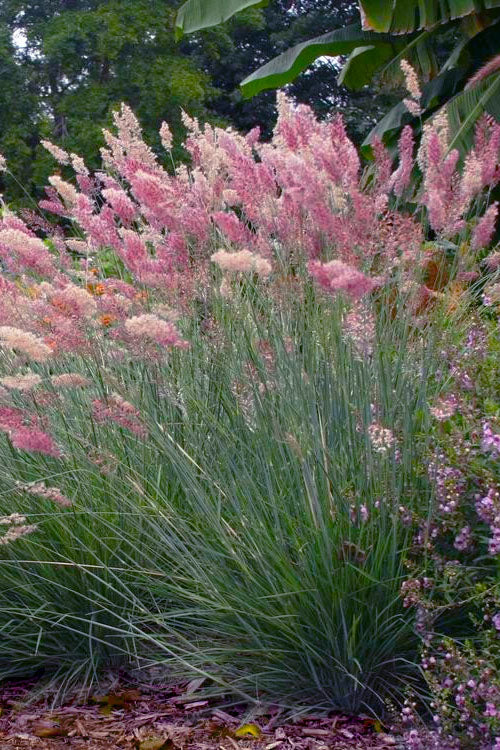  Savannah Ruby Grass (Melinus Nerviglumis) - 6 Pack Of 1 Gallon Pots