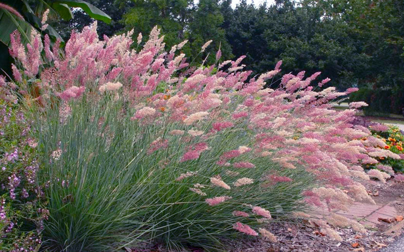  Savannah Ruby Grass (Melinus Nerviglumis) - 6 Pack Of 1 Gallon Pots