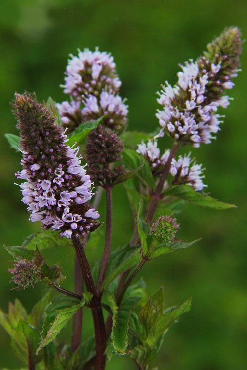  Chocolate Mint Plant - 4 Pack Of Quart Pots