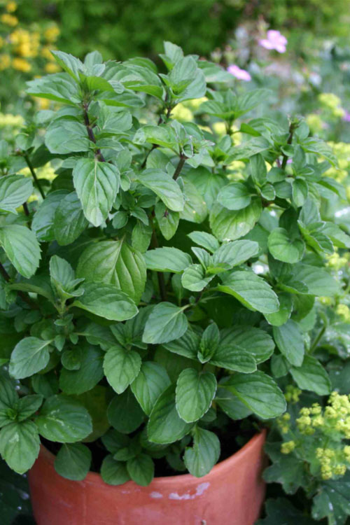  Orange Mint Plant - 4 Pack Of Quart Pots