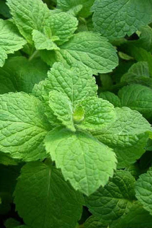  Apple Mint Plant - 4 Pack Of Quart Pots