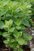  Apple Mint Plant - 4 Pack Of Quart Pots