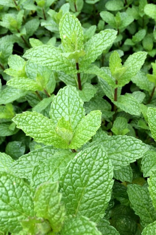  Mojito Mint Plant - 6 Pack Of Pint Pots