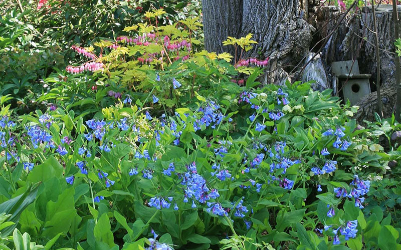  Virginia Bluebells (Mertensia) - 6 Pack Of 1 Gallon Pots