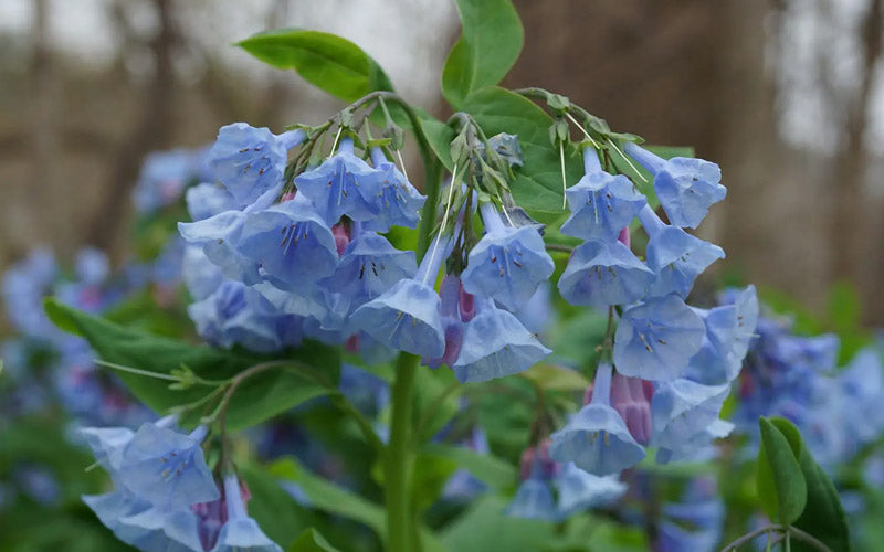  Virginia Bluebells (Mertensia) - 6 Pack Of 1 Gallon Pots
