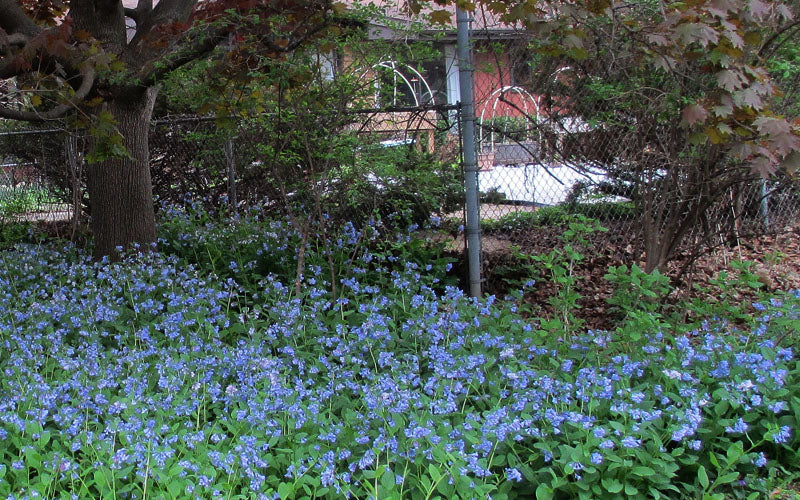  Virginia Bluebells (Mertensia) - 6 Pack Of 1 Gallon Pots