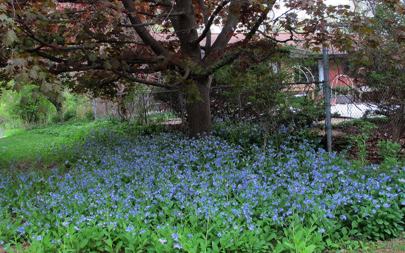  Virginia Bluebells (Mertensia) - 6 Pack Of 1 Gallon Pots