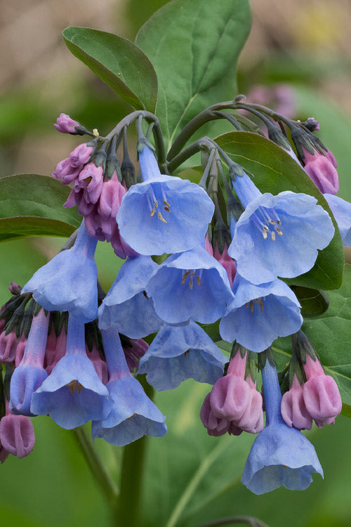  Virginia Bluebells (Mertensia) - 6 Pack Of 1 Gallon Pots