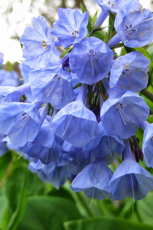  Virginia Bluebells (Mertensia) - 6 Pack Of 1 Gallon Pots