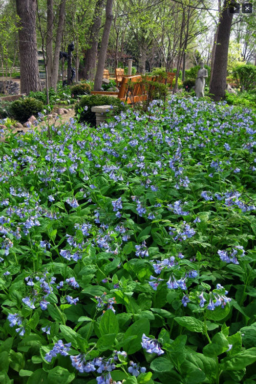  Virginia Bluebells (Mertensia) - 6 Pack Of 1 Gallon Pots
