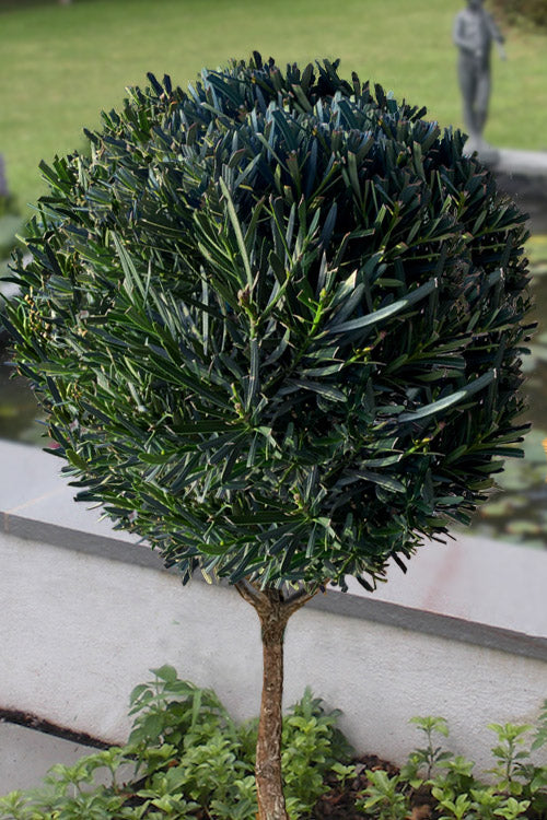  Meta Japanese Yew Single Ball Patio Tree Topiary - 7 Gallon Pot