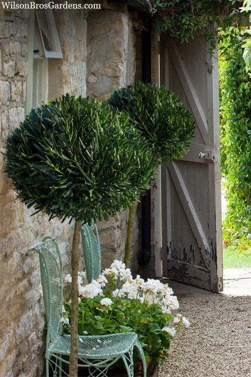  Meta Japanese Yew Single Ball Patio Tree Topiary - 7 Gallon Pot