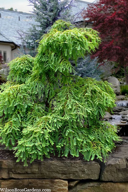  Miss Grace Weeping Dawn Redwood Tree (Metasequoia) - 3 Gallon Pot