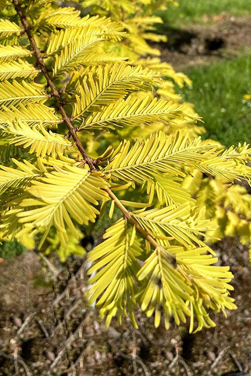  Gold Rush Golden Dawn Redwood Tree - 7 Gallon Pot