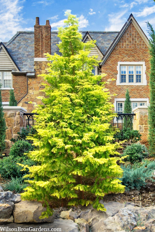  Gold Rush Golden Dawn Redwood Tree - 7 Gallon Pot