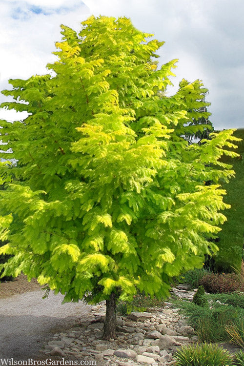 Soul Fire Golden Dawn Redwood Tree (Single Trunk) - 7 Gallon Pot