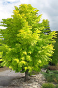  Soul Fire Golden Dawn Redwood Tree (Single Trunk) - 7 Gallon Pot