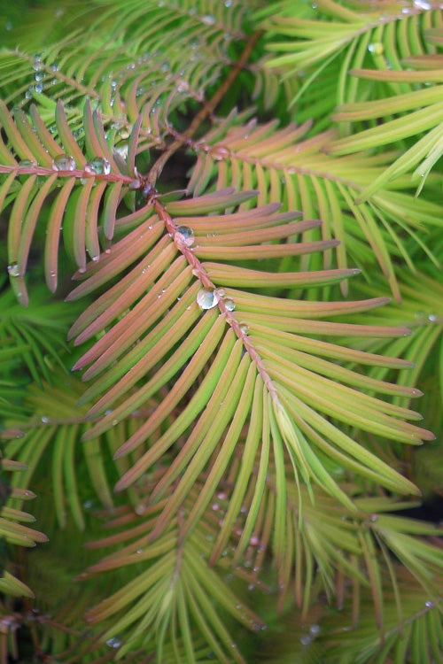  Soul Fire Golden Dawn Redwood Tree - 7 Gallon Pot