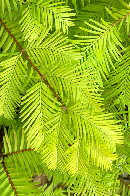 Soul Fire Golden Dawn Redwood Tree - 3 Gallon Pot