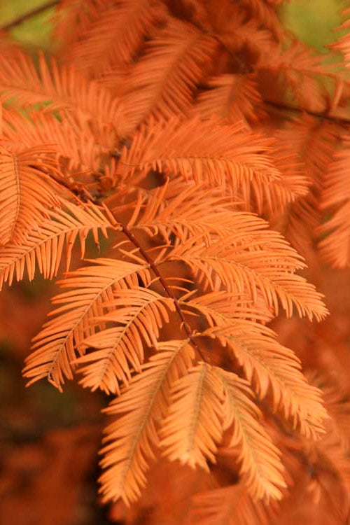  Soul Fire Golden Dawn Redwood Tree - 7 Gallon Pot