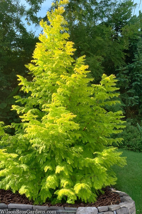  Soul Fire Golden Dawn Redwood Tree - 7 Gallon Pot