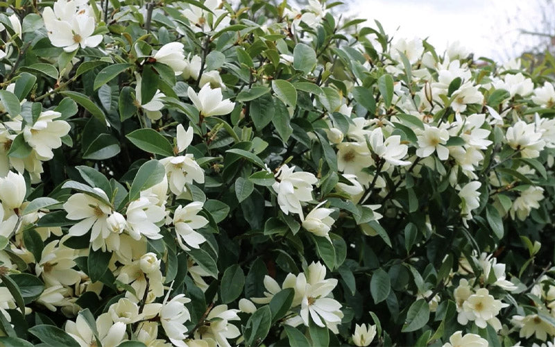  Fairy White Magnolia - 2 Gallon Pot