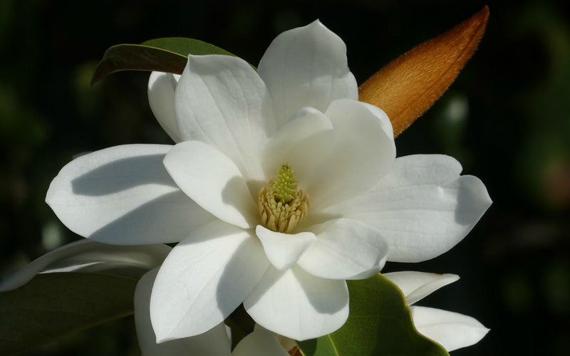  Fairy White Magnolia - 2 Gallon Pot