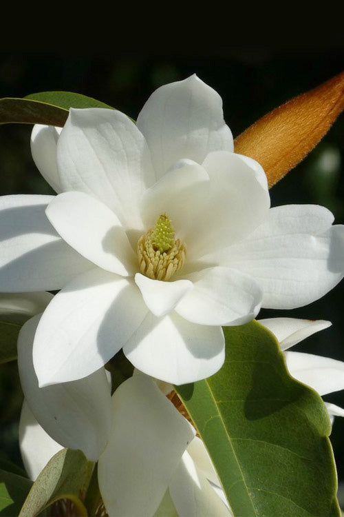  Fairy White Magnolia - 2 Gallon Pot