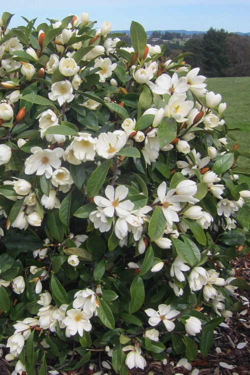  Fairy White Magnolia - 2 Gallon Pot