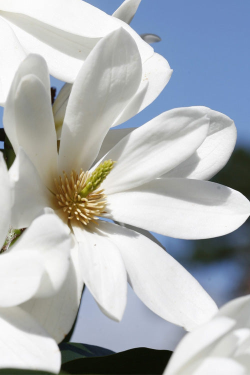  Fairy White Magnolia - 2 Gallon Pot