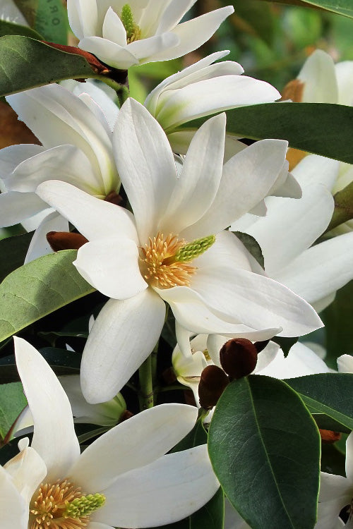 Fairy White Magnolia - 2 Gallon Pot