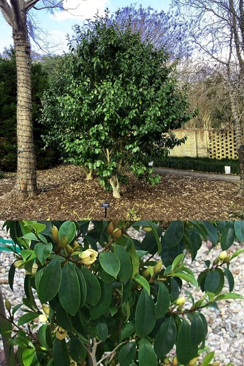  Skinner's Banana Shrub Magnolia - 3 Gallon Pot