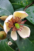  Skinner's Banana Shrub Magnolia - 3 Gallon Pot
