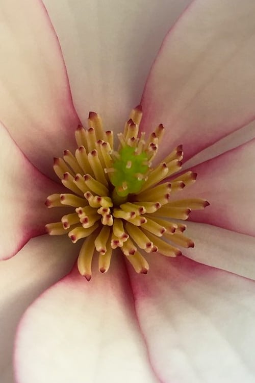  Fairy Blush Magnolia - 3 Gallon Pot