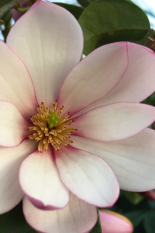  Fairy Blush Magnolia - 3 Gallon Pot