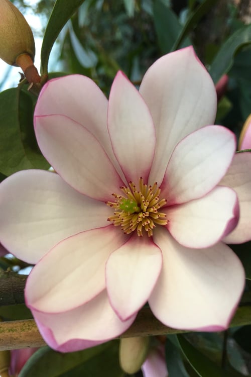  Fairy Blush Magnolia - 3 Gallon Pot