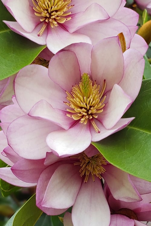  Fairy Blush Magnolia - 3 Gallon Pot