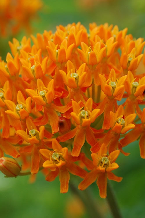  Orange Butterfly Milkweed - Asclepias Tuberosa - 1 Gallon Pot