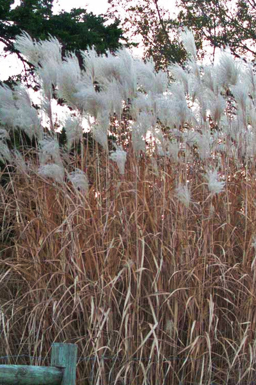  Giant Miscanthus Grass - 1 Gallon Pot