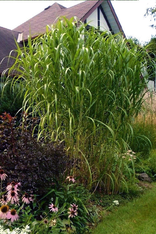  Giant Miscanthus Grass - 1 Gallon Pot