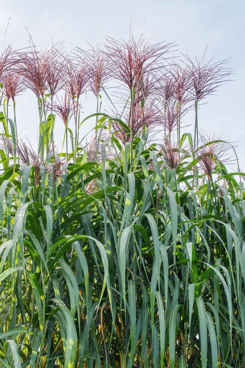  Giant Miscanthus Grass - 1 Gallon Pot
