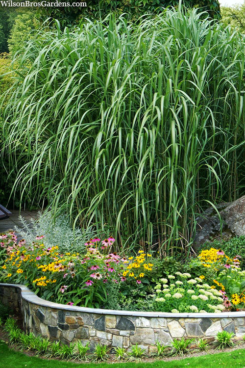  Giant Miscanthus Grass - 1 Gallon Pot