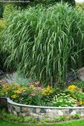  Giant Miscanthus Grass - 1 Gallon Pot