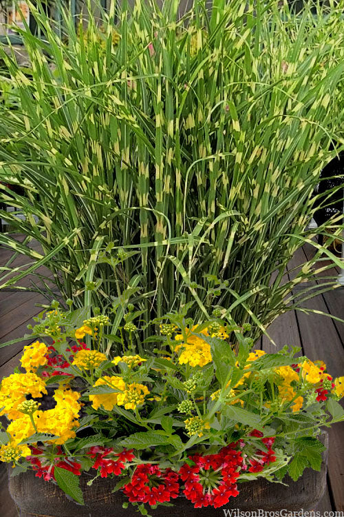  Bandwidth Dwarf Zebra Grass - 6 Pack Of 1 Gallon Pots