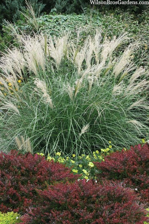  Little Kitten Dwarf Maiden Grass - Miscanthus Sinensis - 2 Gallon Pot