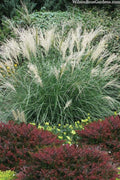  Little Kitten Dwarf Maiden Grass - Miscanthus Sinensis - 2 Gallon Pot