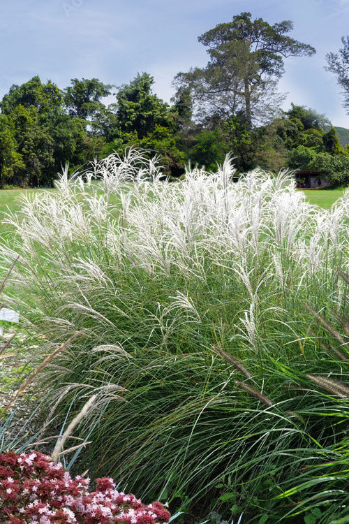  Little Kitten Dwarf Maiden Grass - Miscanthus Sinensis - 6 Pack Of 1 Gallon Pots