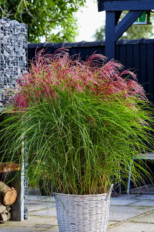  Red Cloud Maiden Grass (Miscanthus Sinensis) - 6 Pack Of 1 Gallon Pots