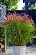  Red Cloud Maiden Grass (Miscanthus Sinensis) - 6 Pack Of 1 Gallon Pots