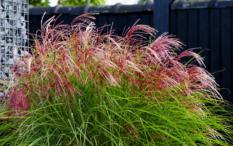  Red Cloud Maiden Grass (Miscanthus Sinensis) - 1 Gallon Pot